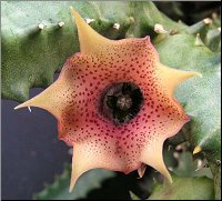 Huernia namaquensis 53